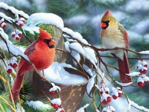 Winter Birds Paint By Numbers.png