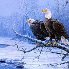 Winter Eagle Paint By Numbers.png