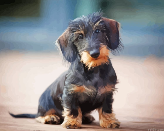 Wire Haired Dachshund Paint By Numbers.png