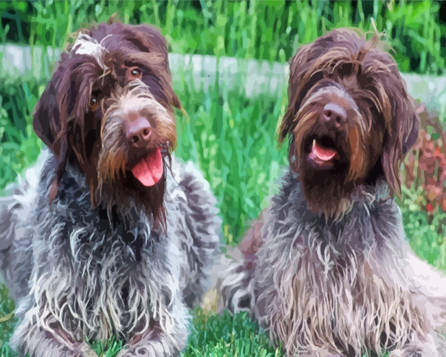 Wirehaired Pointing Griffon Dogs Paint By Number.png