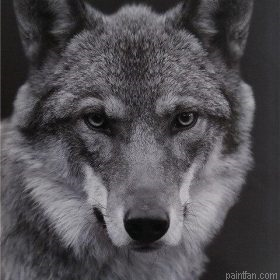 Wolf Black And White Paint By Numbers.png