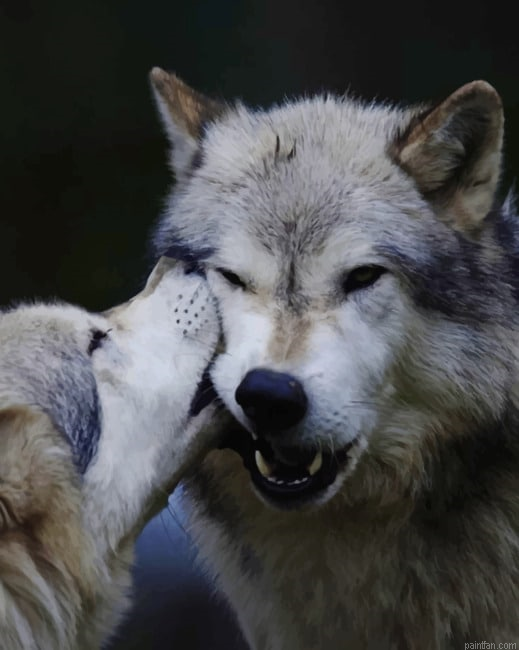 Wolves In Love New Paint By Numbers.png
