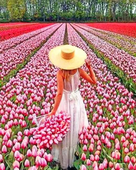 Woman In Field Of Pink Flowers Landscapes Paint By Numbers.png
