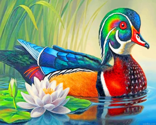 Wood Duck New Paint By Numbers.png