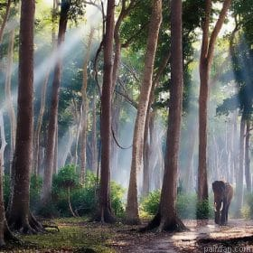 Woods Forest Paint By Numbers.png