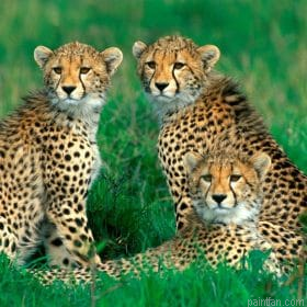Woolly Cheetah Paint By Numbers.png