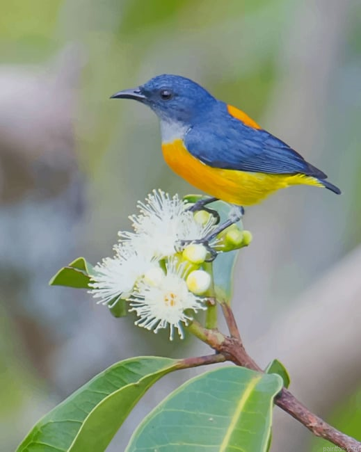Yellow And Blue Bird New Paint By Numbers.png