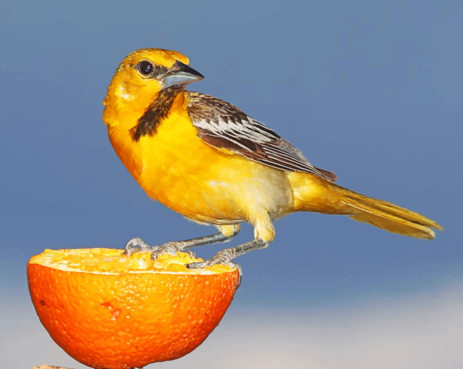 Yellow And Brown Sparrow On Sliced Orange Paint By Number.png