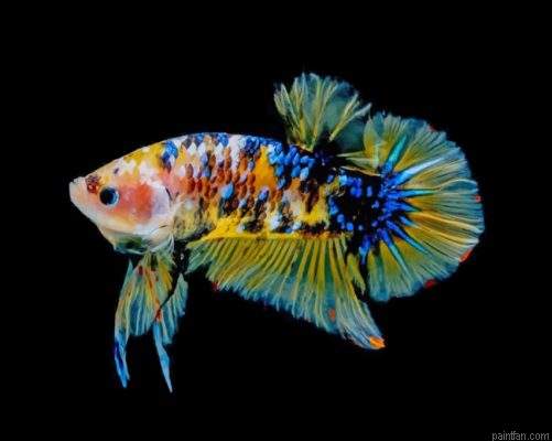 Yellow Betta Fish Paint By Number.png