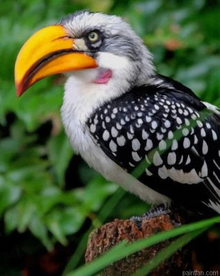 Yellow Billed Hornbill Paint By Number.png