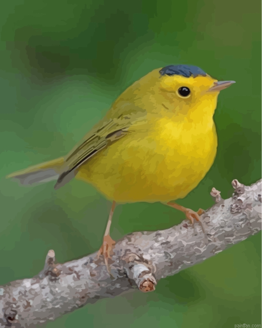 Yellow Canary Bird Paint By Number.png