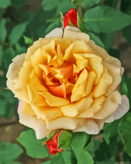 Yellow Fairy Tale Rose Paint By Numbers.png