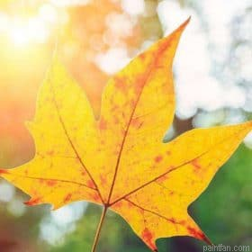 Yellow Leaf Paint By Numbers.png
