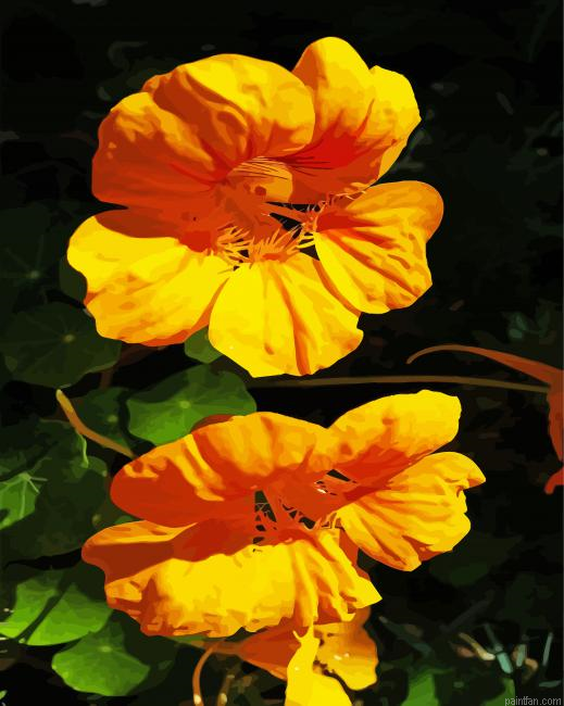 Yellow Nasturtium Flowers Paint By Numbers.png
