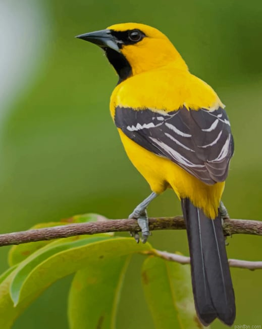 Yellow Oriole New Paint By Numbers.png