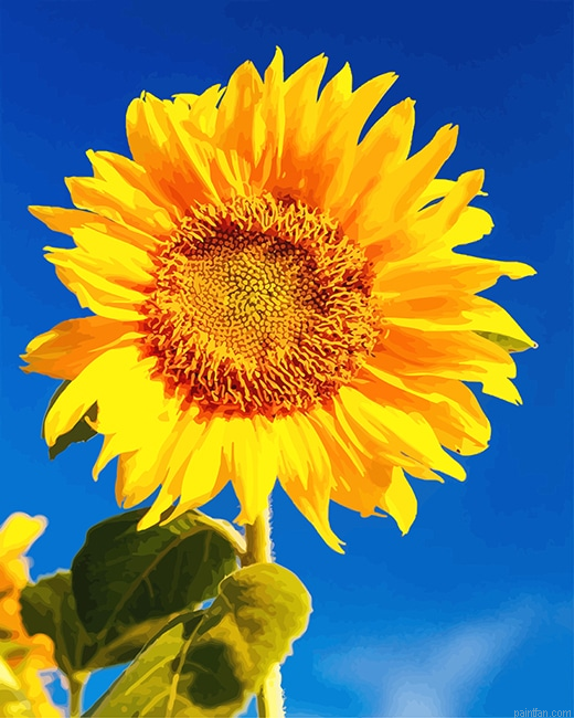 Yellow Sunflower New Paint By Numbers.png