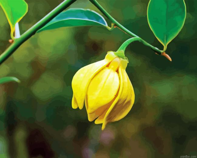 Ylang Ylang Paint By Numbers.png