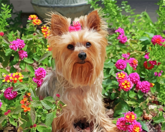Yorkshire Terrier And Flowers Paint By Numbers.png