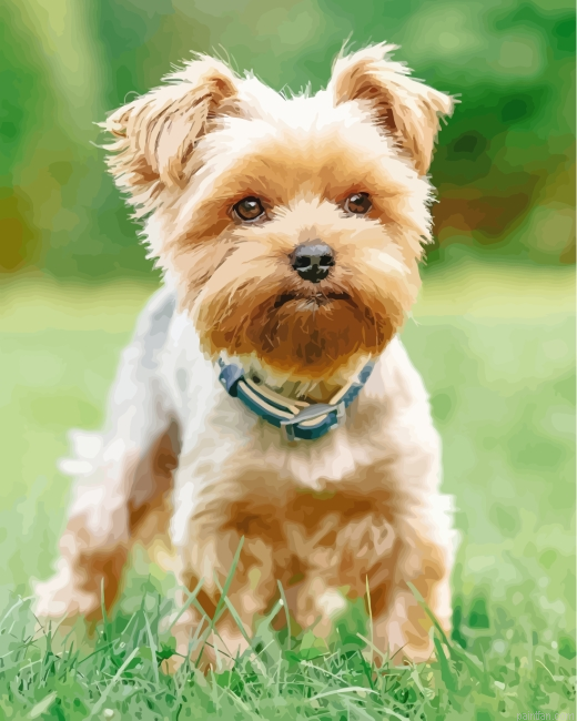 Yorkshire Terrier Paint By Number.png