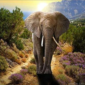 Young Elephant Paint By Numbers.png