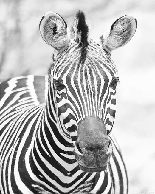 Zebra Black And White New Paint By Numbers.png