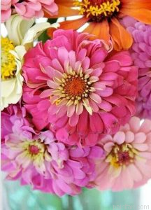 Zinnia Flowers Paint By Numbers.png
