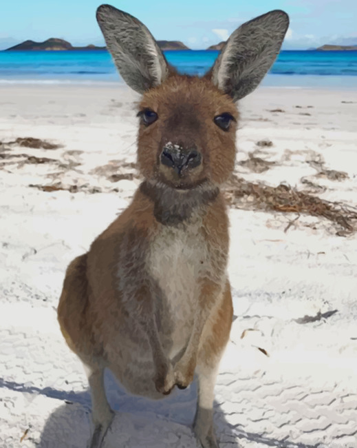 Kangaroo In The Beach Paint By Number.png